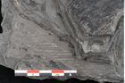 Foto (Detailansicht) von Dioonites permaeformis Schenk (NHMW-GEO-2024-0188-10643)